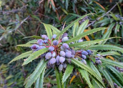 Барбарис Юлиана, Berberis julianae, семена, лесосад