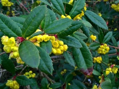 Барбарис Юлиана, Berberis julianae, семена, лесосад