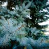 Ель колючая голубая, Picea-pungens, семена, лесосад
