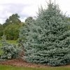 Ель колючая голубая, Picea-pungens, семена, лесосад