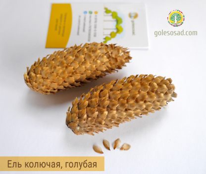 Ель колючая голубая, Picea-pungens, семена, лесосад