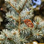 Ель колючая голубая, Picea-pungens, семена, лесосад