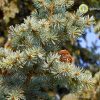 Ель колючая голубая, Picea-pungens, семена, лесосад