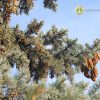 Ель колючая голубая, Picea-pungens, семена, лесосад