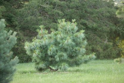 Сосна табулиформис, Pinus tabuliformis, саженцы, лесосад