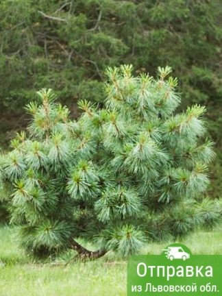 Сосна табулиформис, Pinus tabuliformis, саженцы, лесосад