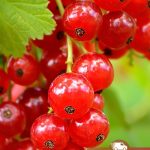 Смородина красная, Red-currants, саженцы, лесосад