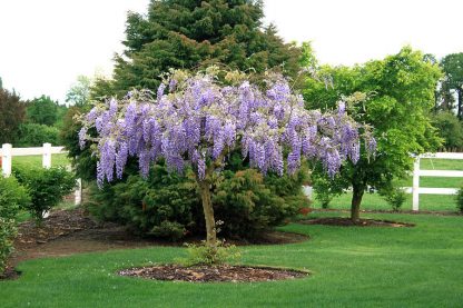 Глициния, вистерия, wisteria, семена, лесосад