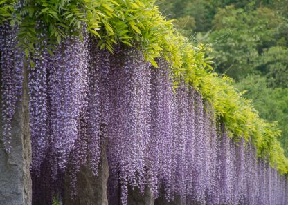 Глициния, вистерия, wisteria, семена, лесосад