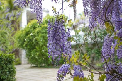 Глициния, вистерия, wisteria, семена, лесосад