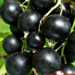 Смородина черная селеченская 2, black currant, саженцы, лесосад