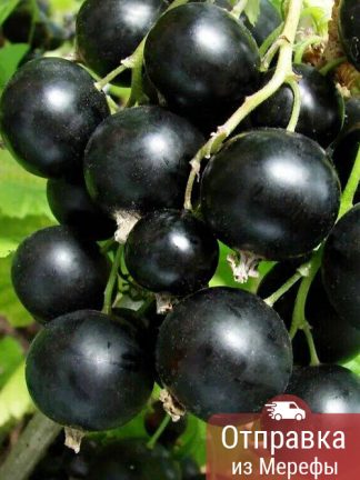 Смородина черная селеченская 2, black currant, саженцы, лесосад