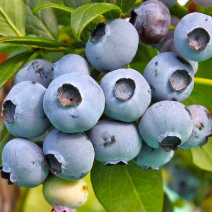 Голубика Спартан, blueberry, саженцы, лесосад