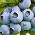 Голубика Спартан, blueberry, саженцы, лесосад