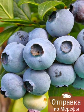 Голубика Спартан, blueberry, саженцы, лесосад