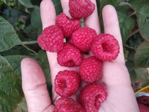 Малина Квели, raspberries, саженцы, лесосад