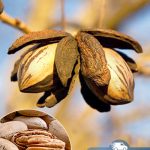 Пекан, pecan, саженцы, лесосад