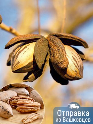 Пекан, pecan, саженцы, лесосад