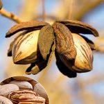 Пекан, pecan, саженцы, лесосад