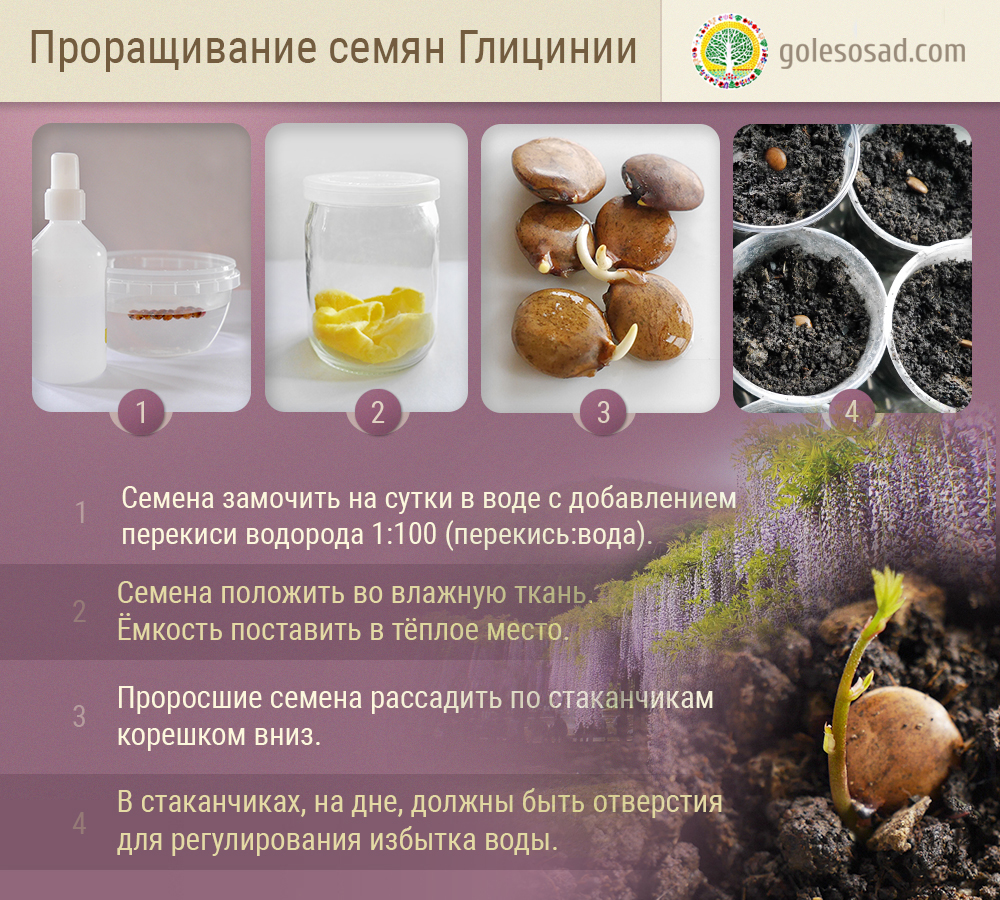 Как прорастить и вырастить глицинию, семена, лесосад, wisteria