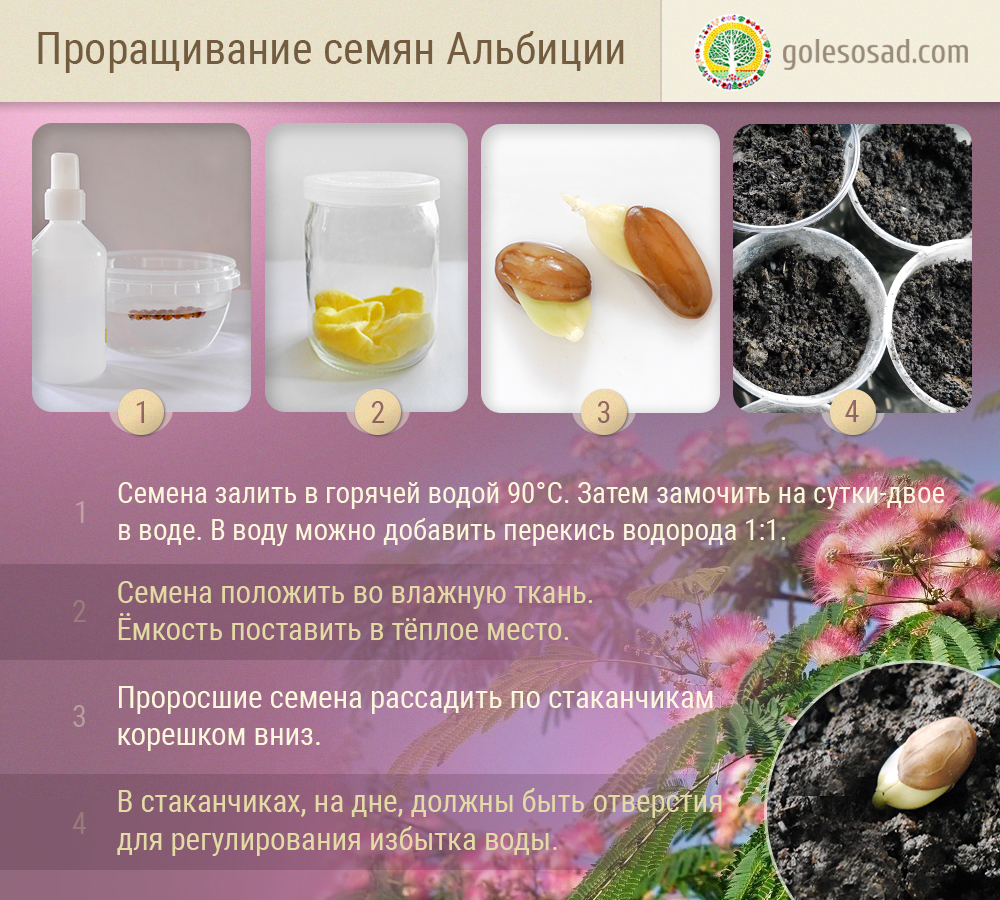 Как прорастить альбицию ленкоранскую, семена, лесосад,  albizia-julibrissin