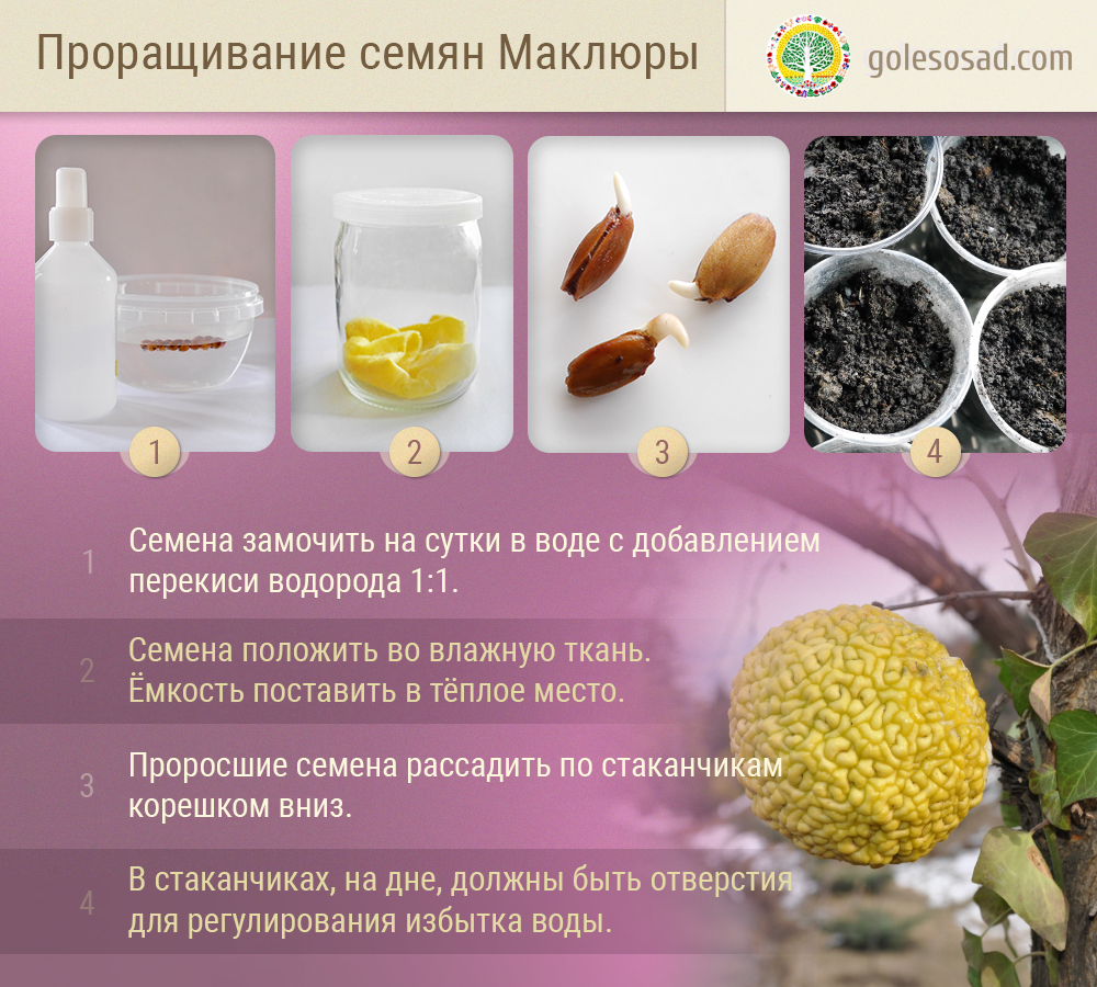 Как прорастить и вырастить маклюру, семена, лесосад, maclura-pomifera