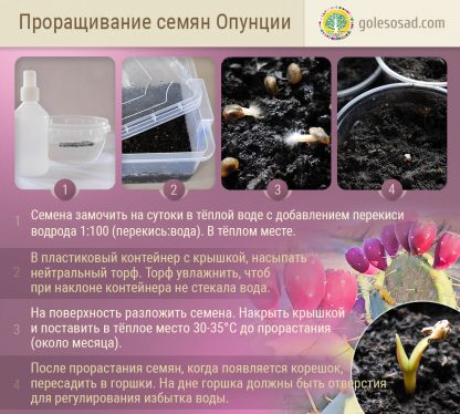 Как прорастить и вырастить опунцию, семена, лесосад, opuntia