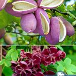 Акебия пятерная, Akebia-quinata, саженцы, лесосад