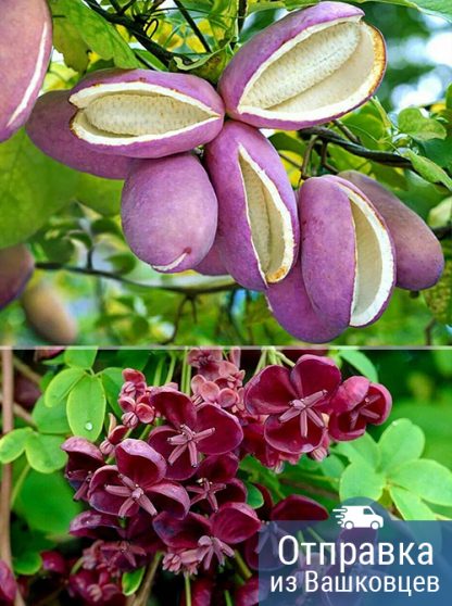 Акебия пятерная, Akebia-quinata, саженцы, лесосад