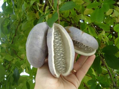 Акебия пятерная, Akebia-quinata, саженцы, лесосад