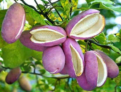 Акебия пятерная, Akebia-quinata, саженцы, лесосад