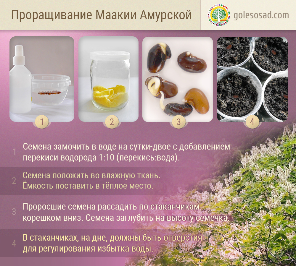 how-to-sprout-Maackia amurensis