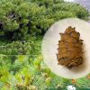 Кедровый стланик, pinus-pumila, саженцы, лесосад