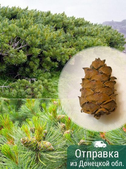 Кедровый стланик, pinus-pumila, саженцы, лесосад