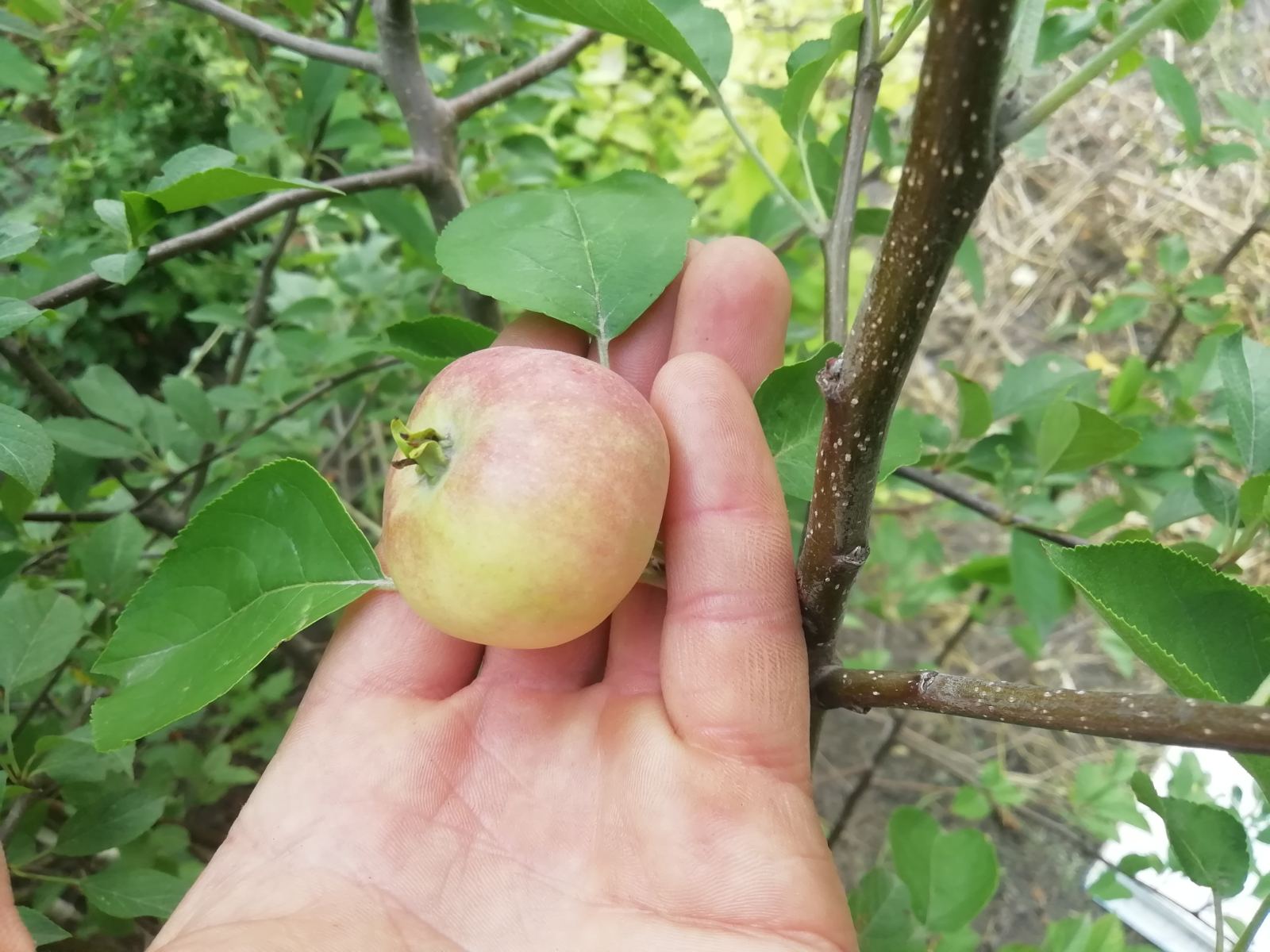 Райская яблоня купить