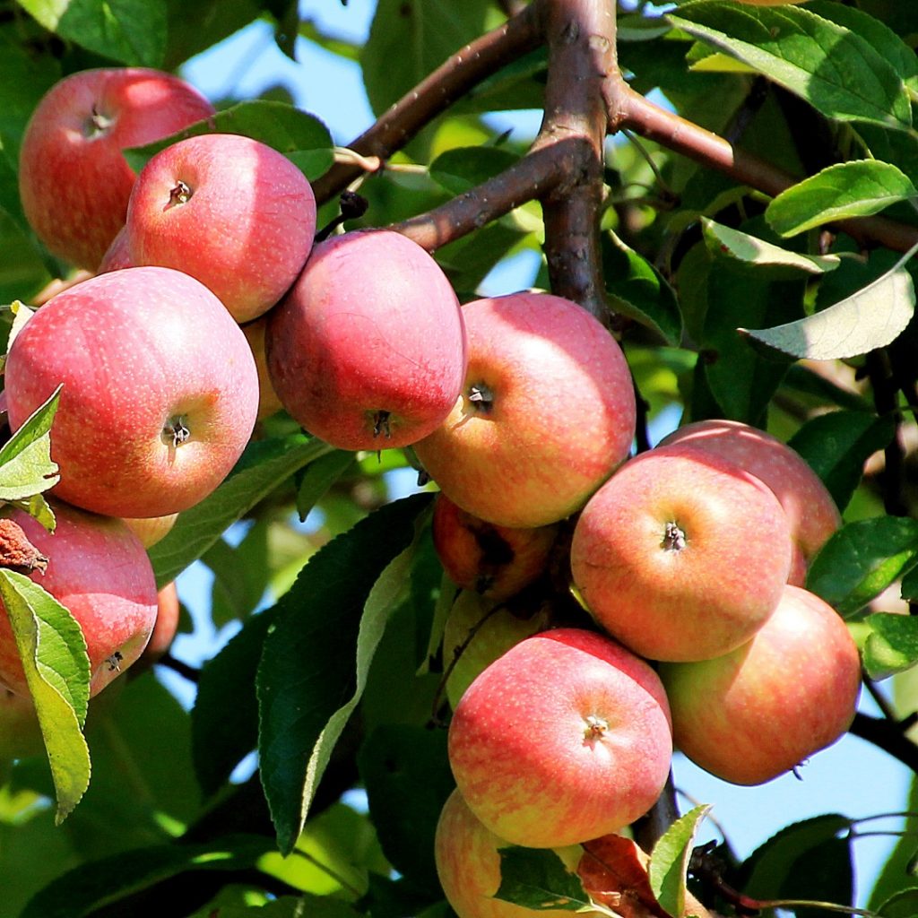 уральская розовая яблоня фото