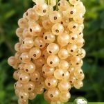 Смородина Снежана, саженцы, лесосад