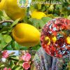 Псевдоцидония, Pseudocydonia-sinensis, семена, лесосад