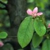 Псевдоцидония, Pseudocydonia-sinensis, семена, лесосад