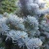 Пихта одноцветная, семена, лесосад