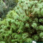 Сосна мелкоцветковая, Pinus parviflora, саженцы, лесосад