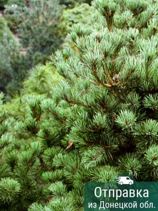 Сосна мелкоцветковая, Pinus parviflora, саженцы, лесосад