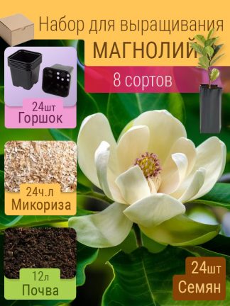 Магнолия, набор, 8 сортов, семена, лесосад