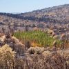 Роща кипарисовая