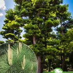 Сосна Тунберга, pinus-thunbergii, саженцы, лесосад
