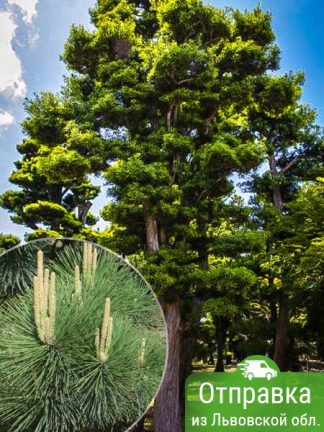 Сосна Тунберга, pinus-thunbergii, саженцы, лесосад
