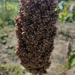 Сорго коричневое, семена, лесосад
