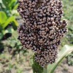 Сорго черное, семена, лесосад