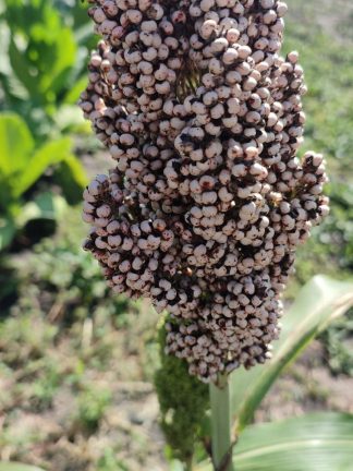 Сорго черное, семена, лесосад