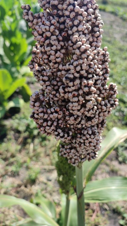 Сорго черное, семена, лесосад